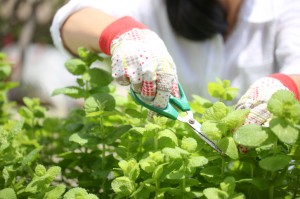 Herbs-Italian-Cooking